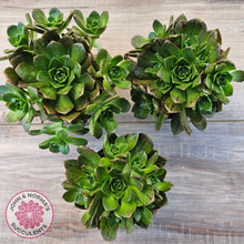 Load image into Gallery viewer, Aeonium Bronze Medal (multi)
