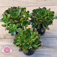 Load image into Gallery viewer, Aeonium Bronze Medal (multi)
