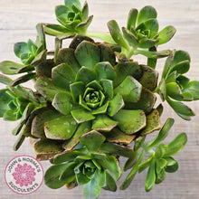 Load image into Gallery viewer, Aeonium Bronze Medal (multi)
