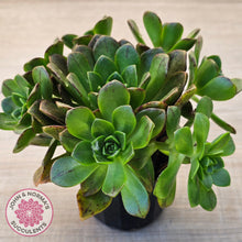 Load image into Gallery viewer, Aeonium Bronze Medal (multi)
