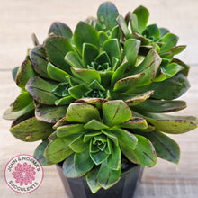 Load image into Gallery viewer, Aeonium Bronze Medal (multi)
