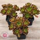 Aeonium 'Bronze Medal' (Multi)