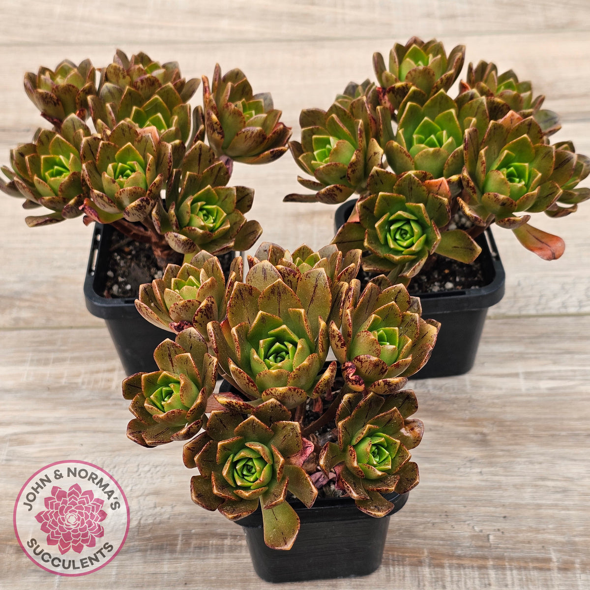 Aeonium 'Bronze Medal' (Multi)