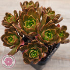 Aeonium 'Bronze Medal' (Multi)