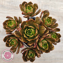 Load image into Gallery viewer, Aeonium 'Bronze Medal'
