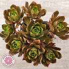 Aeonium 'Bronze Medal' (Multi)