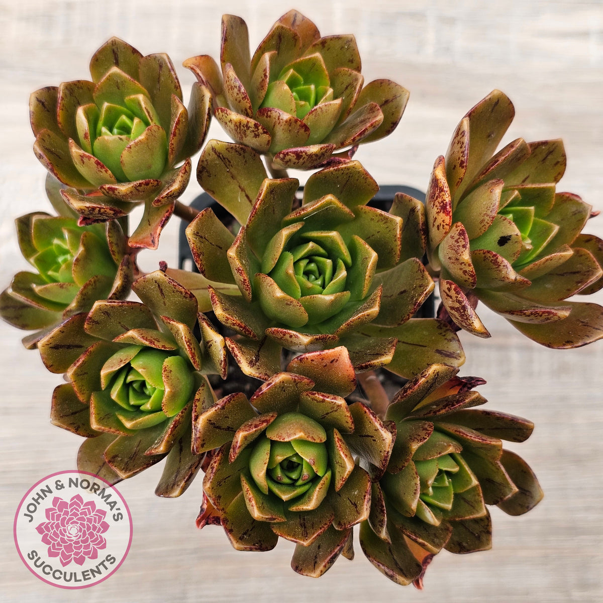 Aeonium 'Bronze Medal' (Multi)