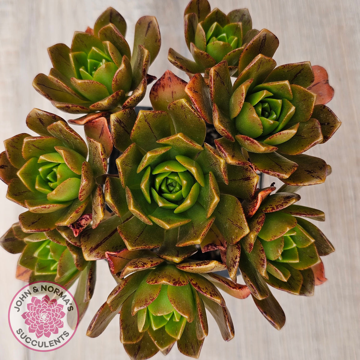 Aeonium 'Bronze Medal' (Multi)