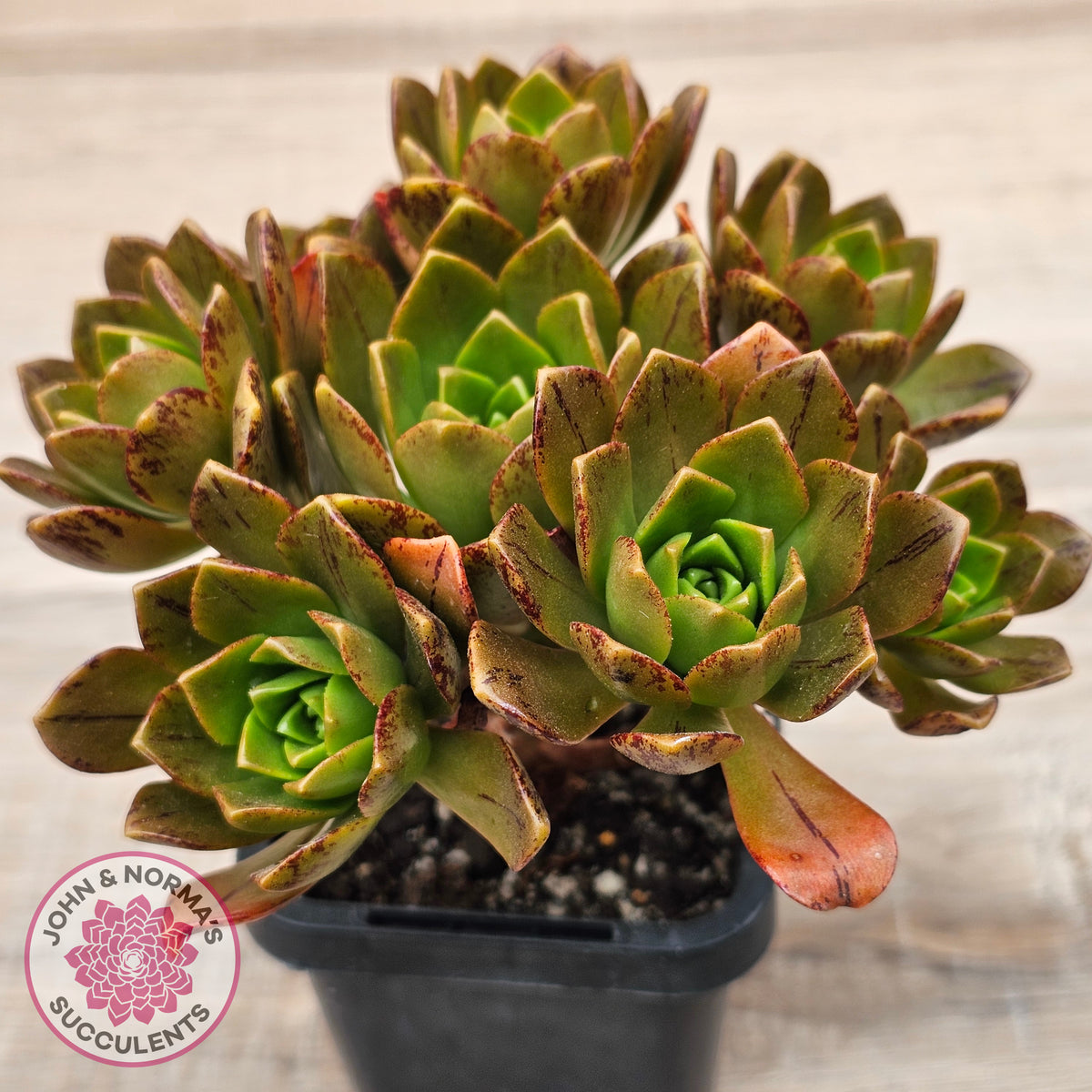 Aeonium 'Bronze Medal' (Multi)