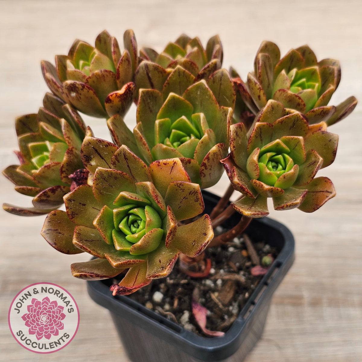 Aeonium 'Bronze Medal' (Multi)