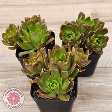 Load image into Gallery viewer, Aeonium 'Bronze Medal'
