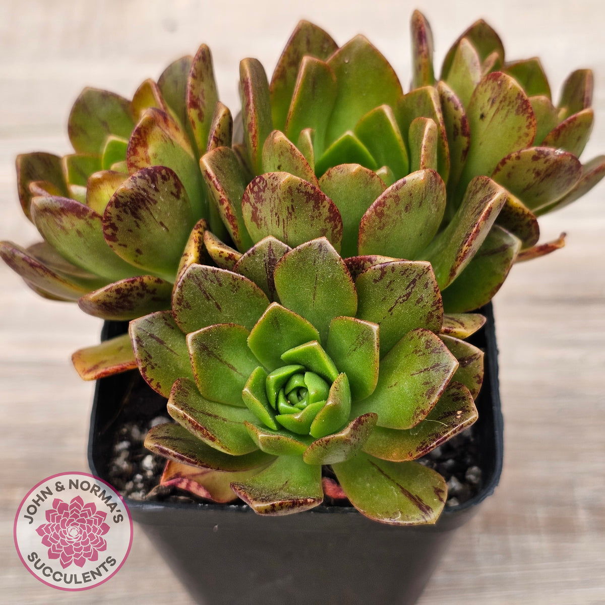 Aeonium 'Bronze Medal' (Multi)