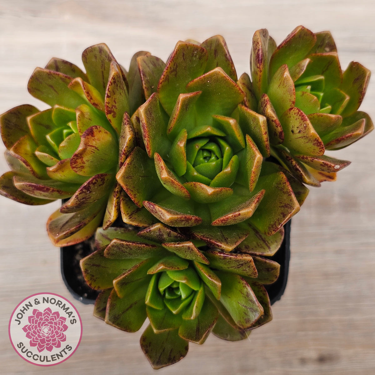 Aeonium 'Bronze Medal' (Multi)
