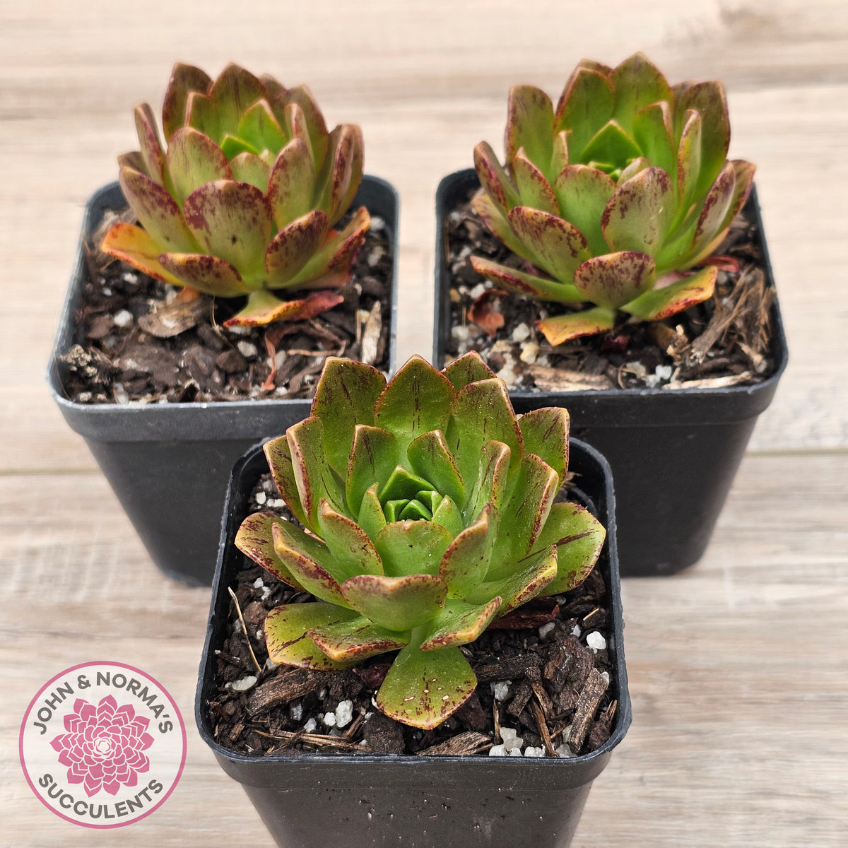 Aeonium 'Bronze Medal' (Multi)
