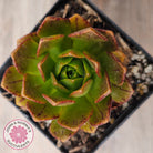 Aeonium 'Bronze Medal' (Multi)