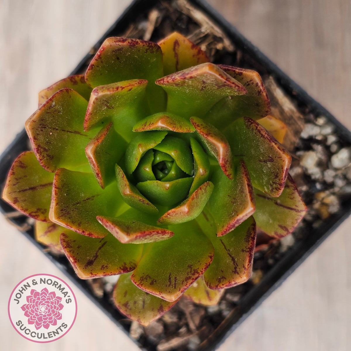 Aeonium 'Bronze Medal' (Multi)