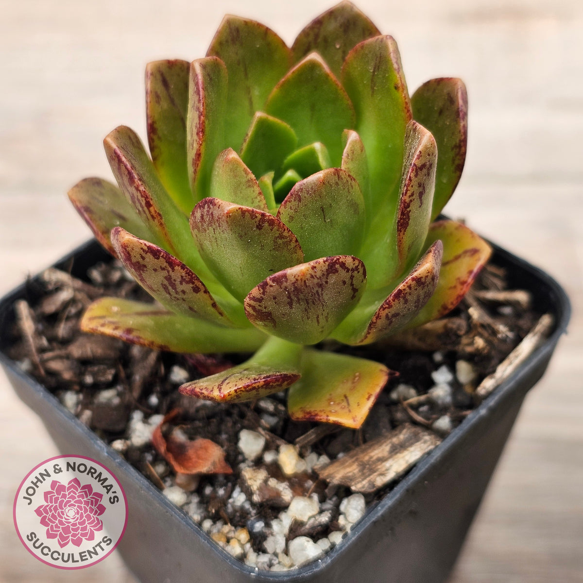 Aeonium 'Bronze Medal' (Multi)
