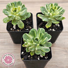 Aeonium Castello-Paivae Variegata 'Suncup'