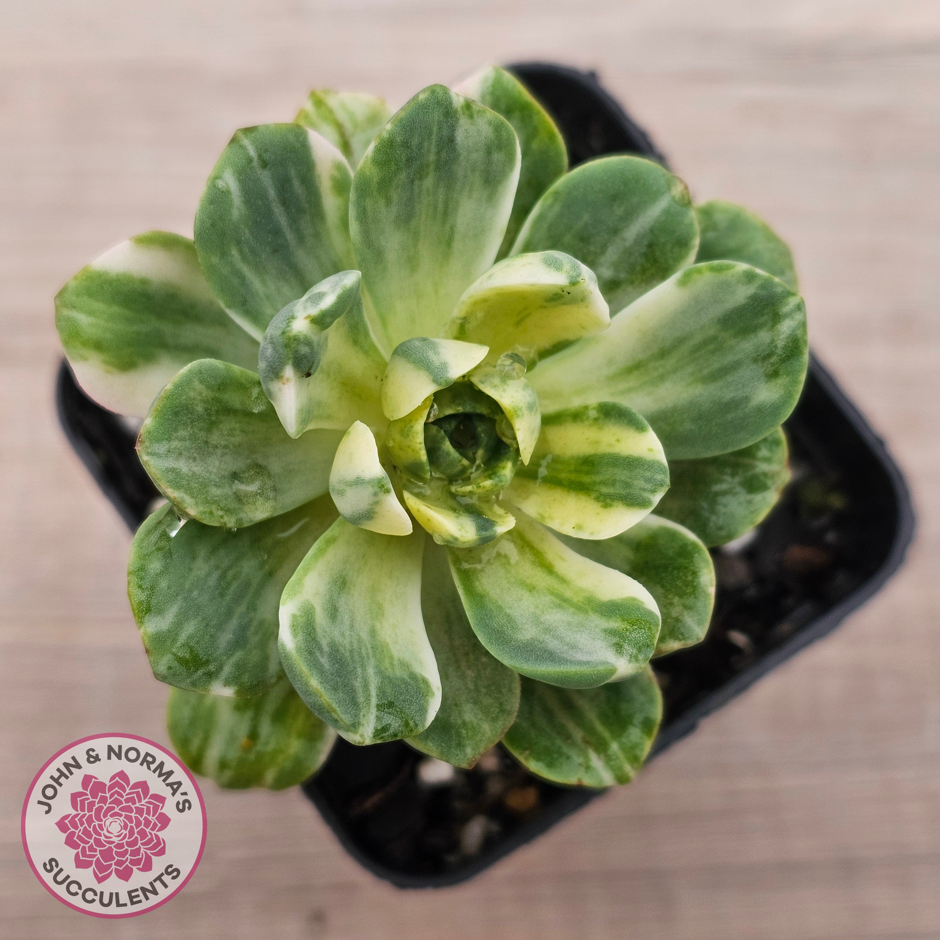 Buy Aeonium Castello-Paivae Variegata 'Suncup' Australia