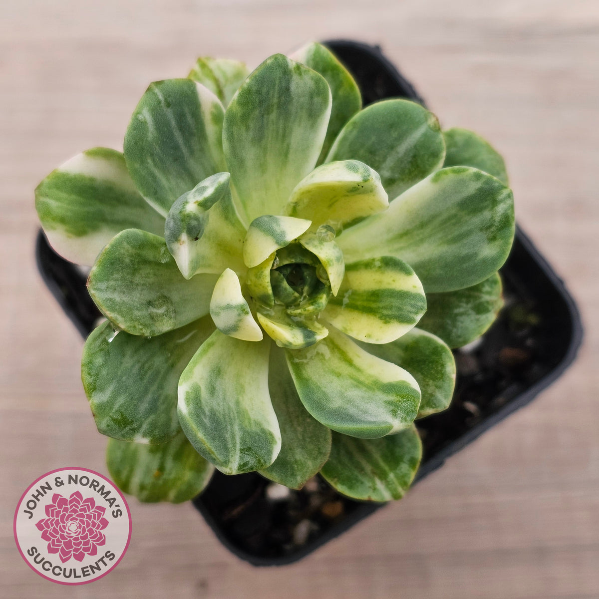 Aeonium Castello-Paivae Variegata 'Suncup'