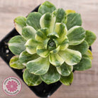 Aeonium Castello-Paivae Variegata 'Suncup'