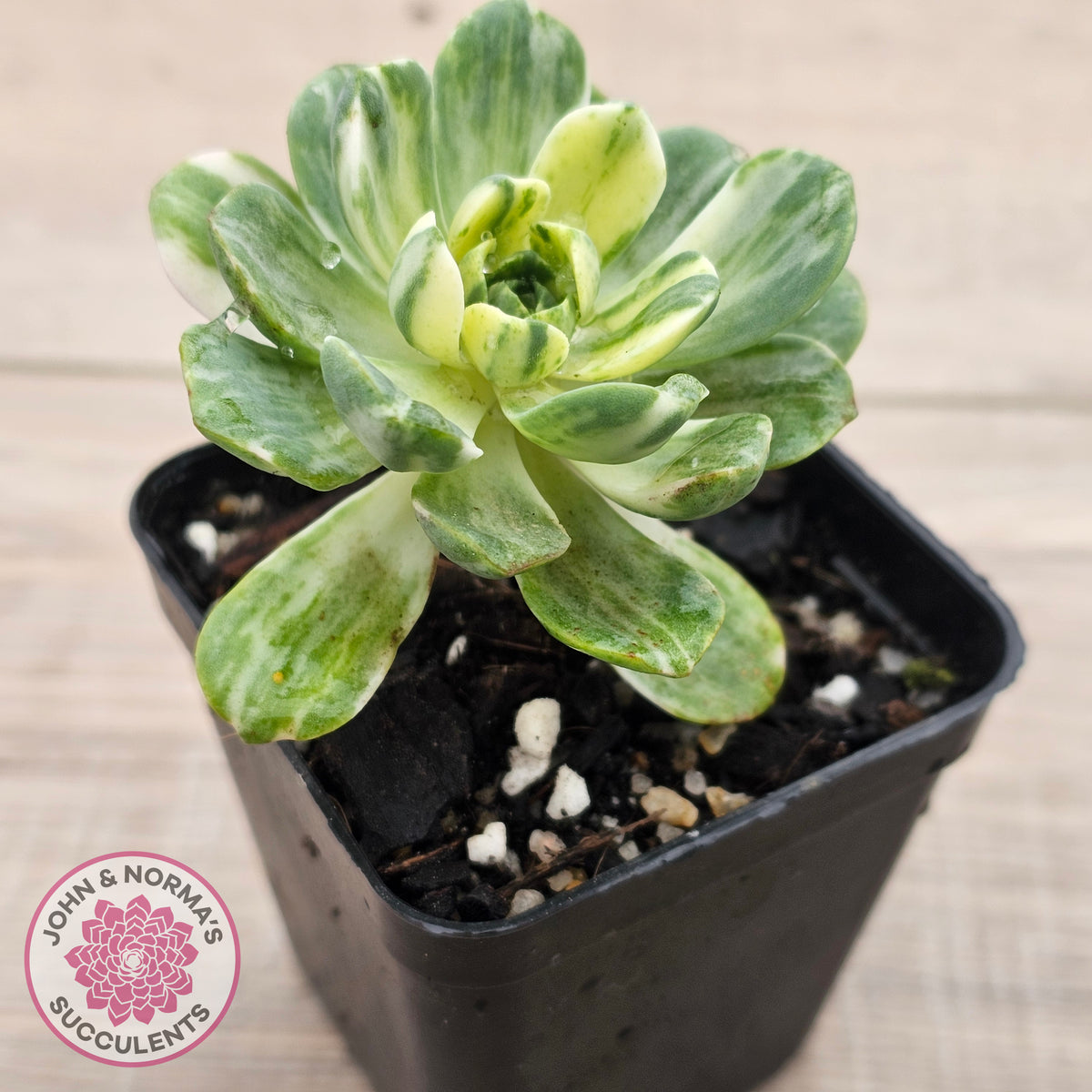 Aeonium Castello-Paivae Variegata 'Suncup'