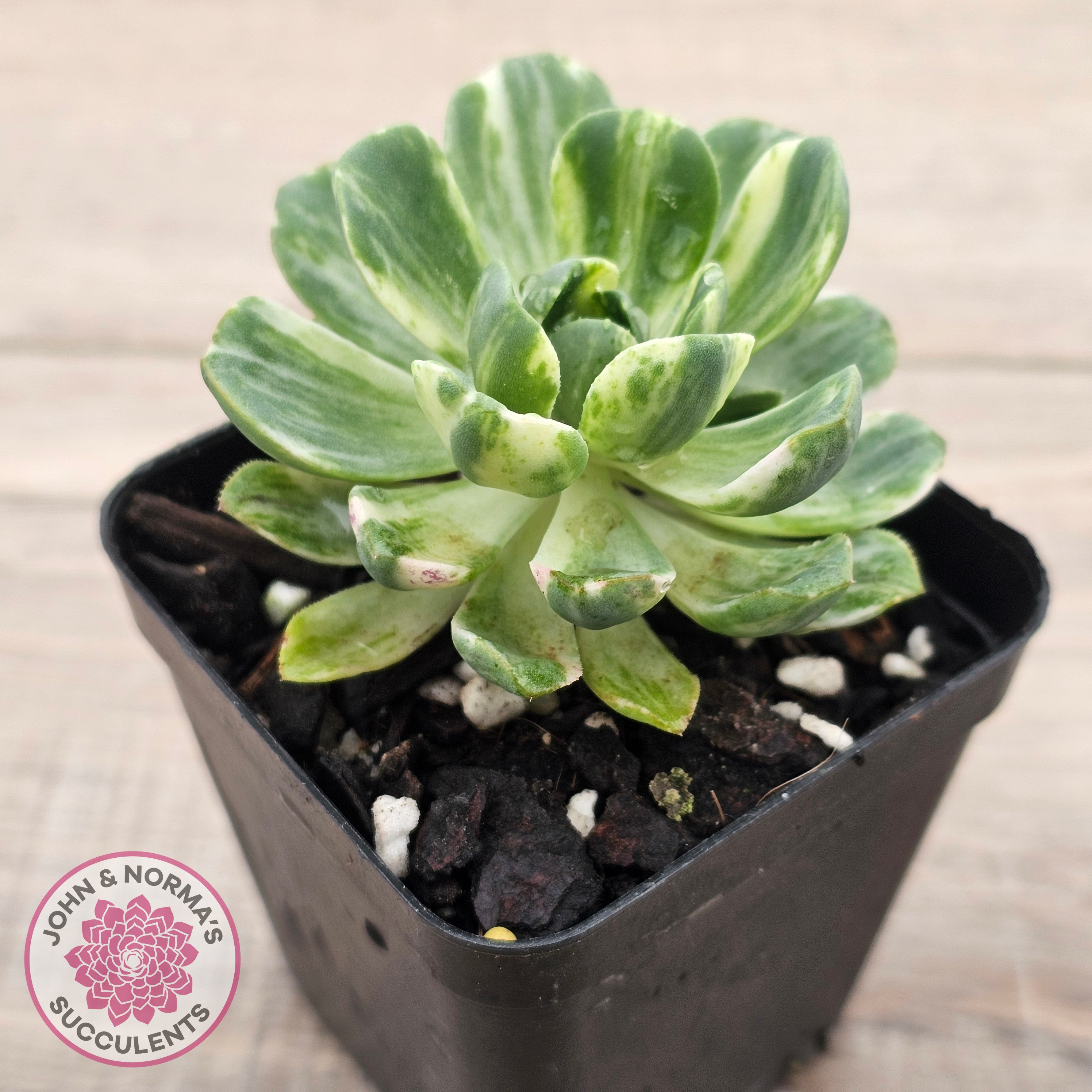 Buy Aeonium Castello-Paivae Variegata 'Suncup' Australia
