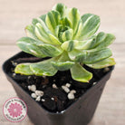 Aeonium Castello-Paivae Variegata 'Suncup'