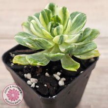 Load image into Gallery viewer, Aeonium Castello-Paivae Variegata &#39;Suncup&#39;
