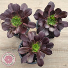 Aeonium 'Chocolate Rose'