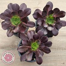 Load image into Gallery viewer, Aeonium &#39;Chocolate Rose&#39;
