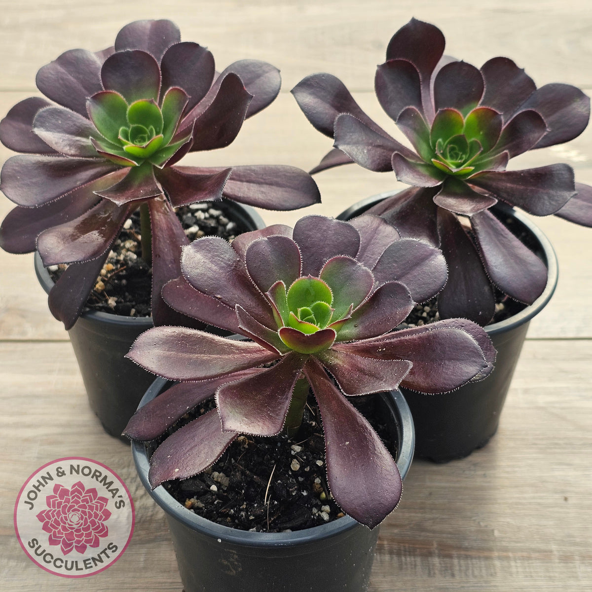 Aeonium 'Chocolate Rose'