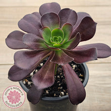 Load image into Gallery viewer, Aeonium &#39;Chocolate Rose&#39;
