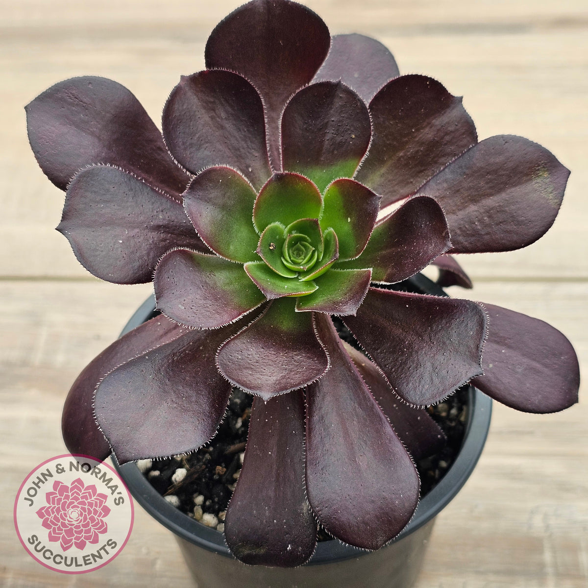 Aeonium 'Chocolate Rose'