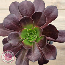 Load image into Gallery viewer, Aeonium &#39;Chocolate Rose&#39;
