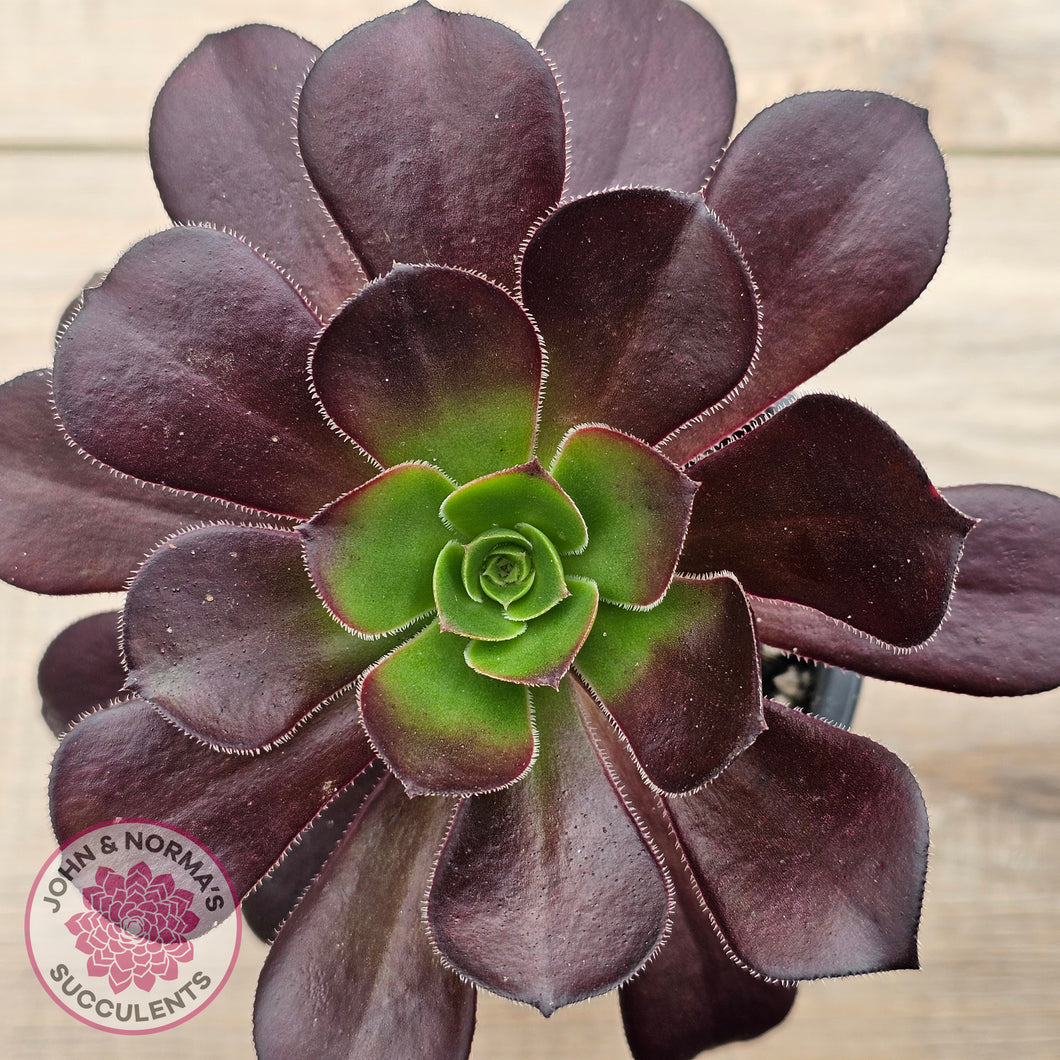 Aeonium 'Chocolate Rose'