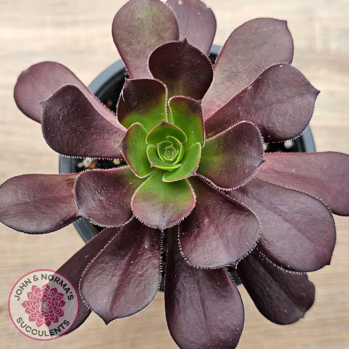Aeonium 'Chocolate Rose'