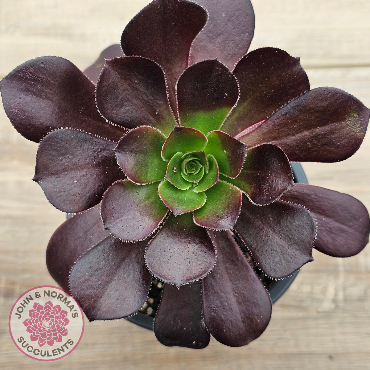 Aeonium 'Chocolate Rose'