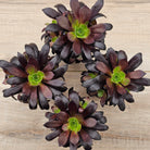 Aeonium 'Du Rozzen'