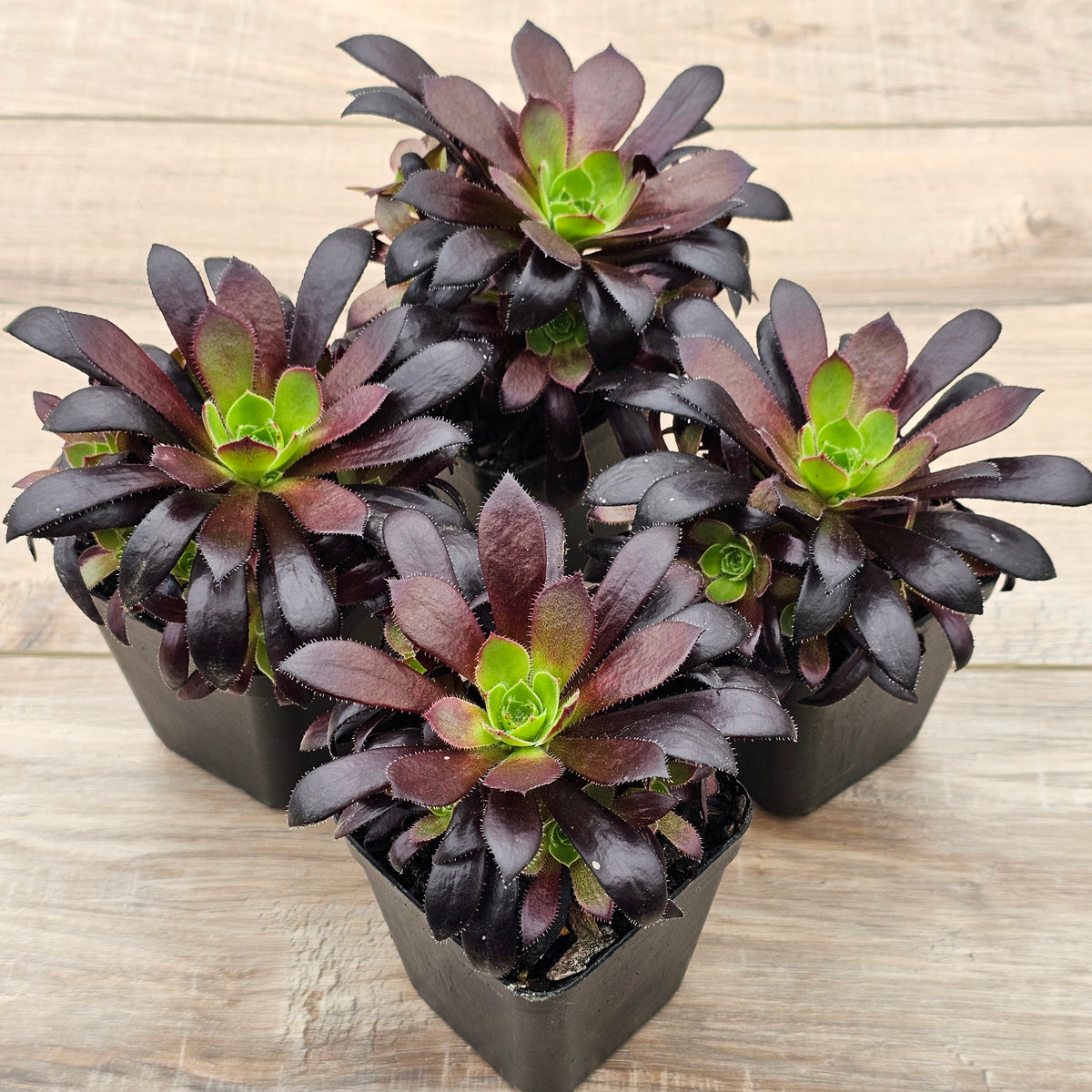 Aeonium 'Du Rozzen'