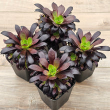 Load image into Gallery viewer, Aeonium &#39;Du Rozzen&#39;
