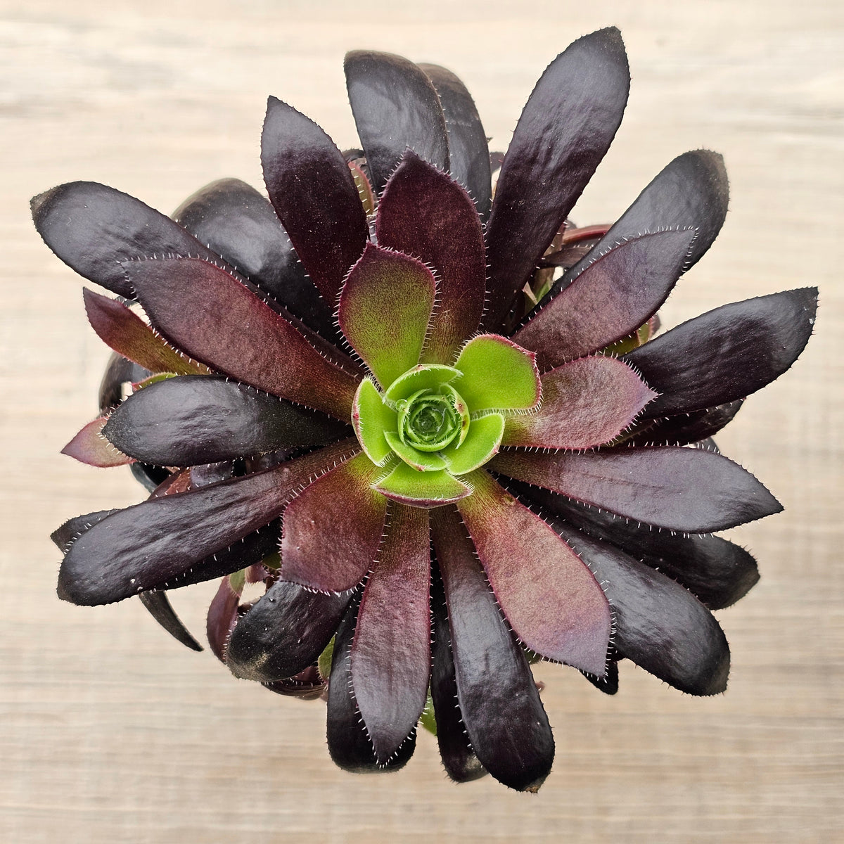 Aeonium 'Du Rozzen'