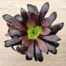 Load image into Gallery viewer, Aeonium &#39;Du Rozzen&#39;
