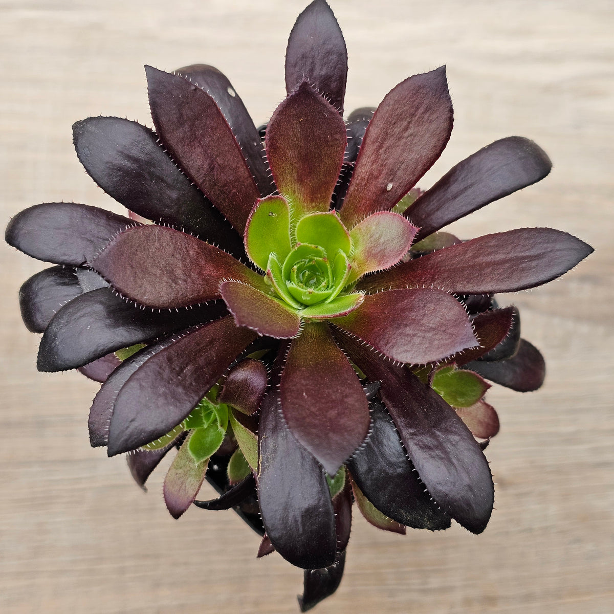 Aeonium 'Du Rozzen'