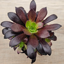 Load image into Gallery viewer, Aeonium &#39;Du Rozzen&#39;
