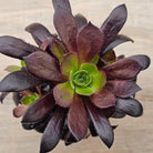 Aeonium 'Du Rozzen'