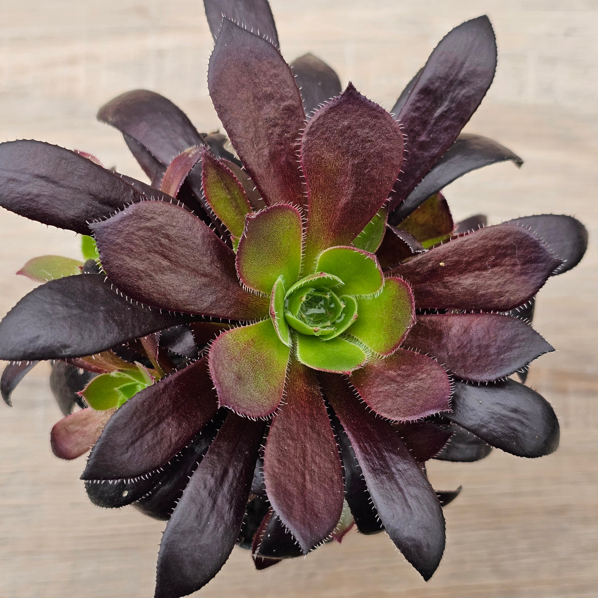 Aeonium 'Du Rozzen'