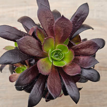 Load image into Gallery viewer, Aeonium &#39;Du Rozzen&#39;
