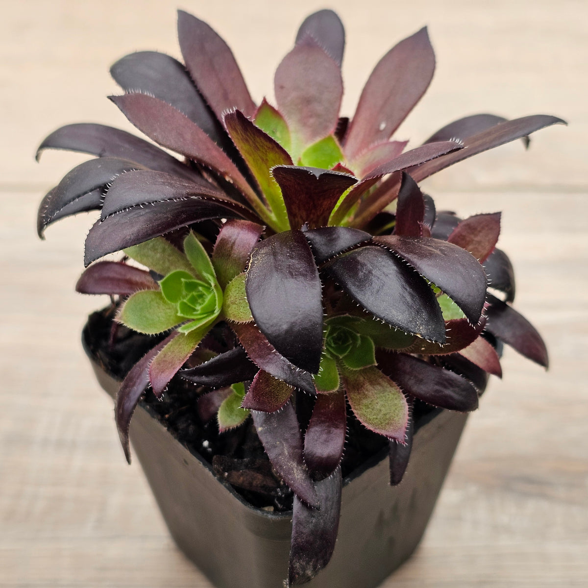 Aeonium 'Du Rozzen'