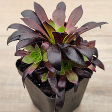Load image into Gallery viewer, Aeonium &#39;Du Rozzen&#39;
